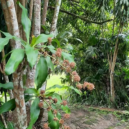 Sitio Alto Da Montanha - Voce Em Paz Com A Natureza Pacoti Exterior photo